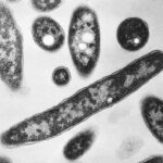 Esta imagem de microscopia eletrônica de 1978, disponibilizada pelos Centros de Controle e Prevenção de Doenças (CDC), mostra a bactéria Legionella pneumophila, responsável pela doença pneumônica conhecida como doença dos legionários. — Foto: Francis Chandler/CDC via AP, Arquivo